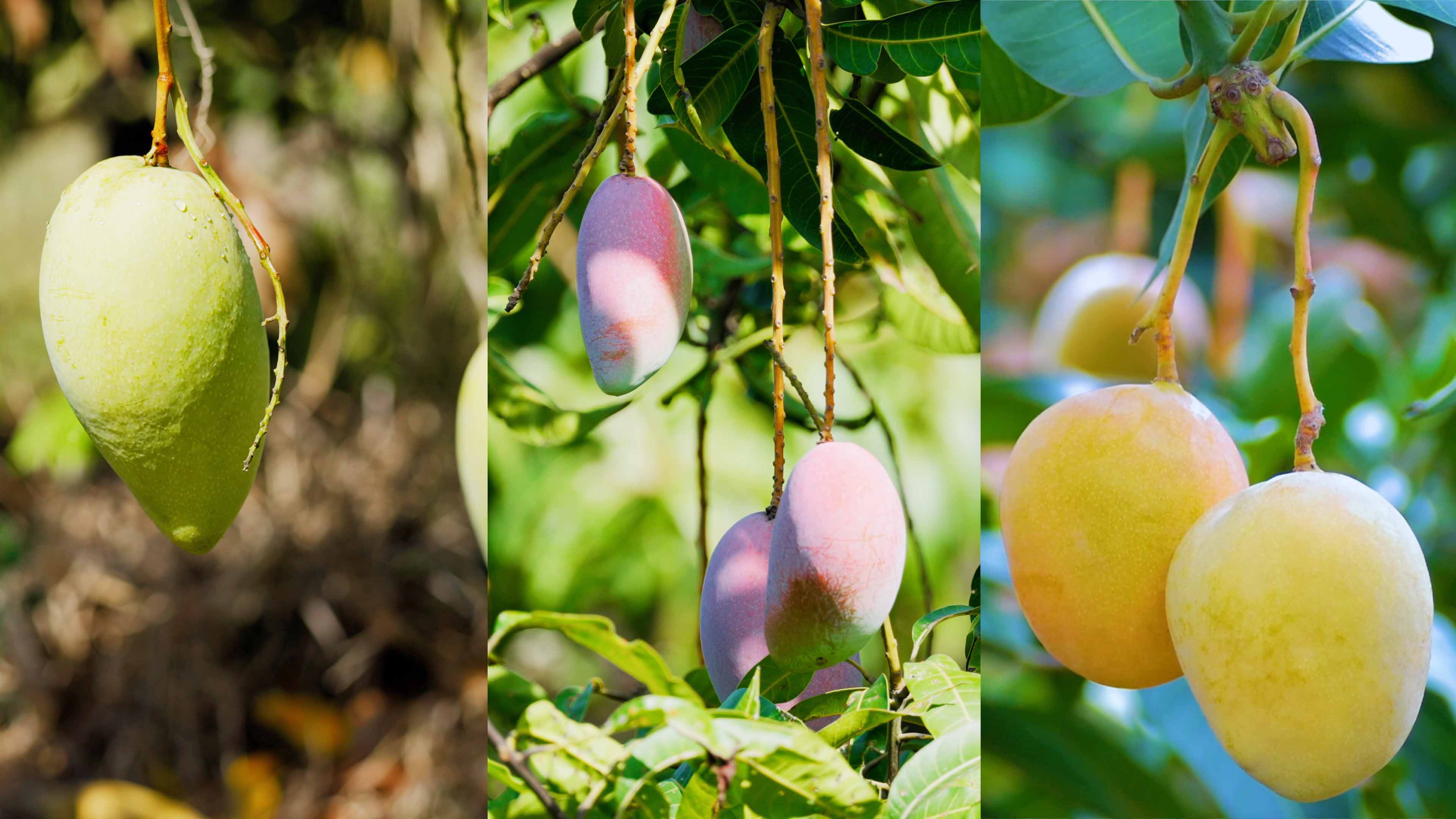 尊龙人生就是博首页哲林芒果