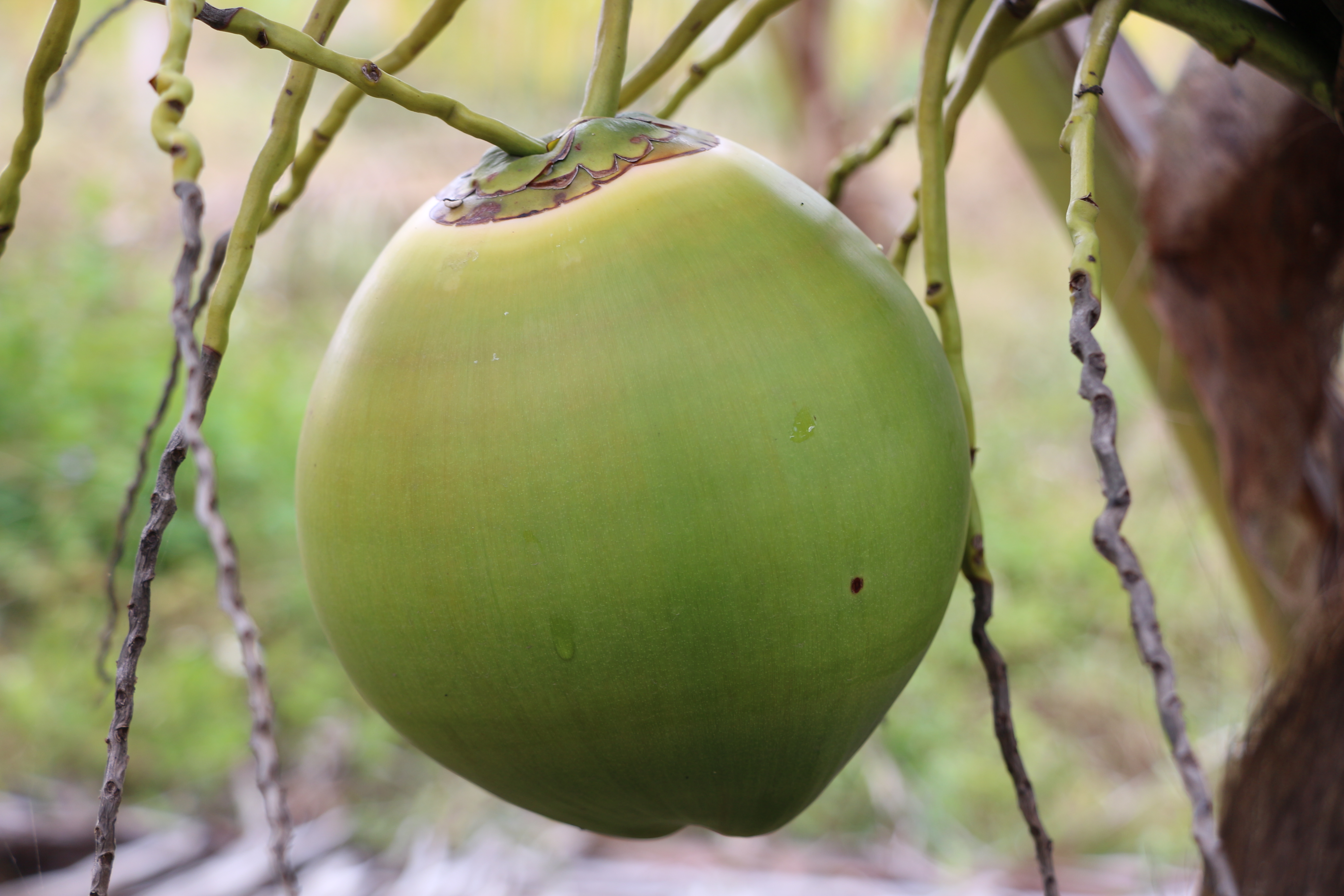 尊龙人生就是博首页鲜果椰青